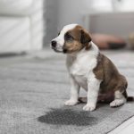 راهکار های تربیتی دستشویی توله سگ