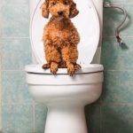 رفع اسهال سگ