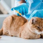 میکروچیپ چیست