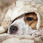 سرما خوردگی سگ